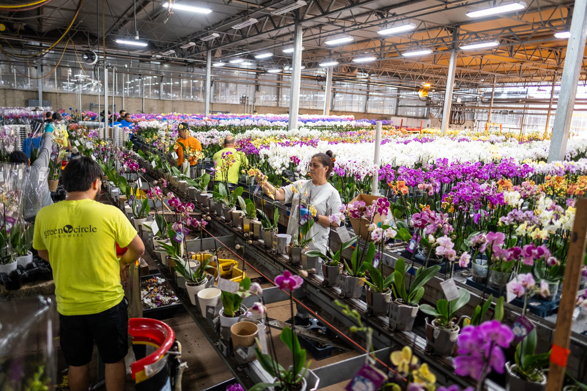 Workers inside a greenhouse with many flowers