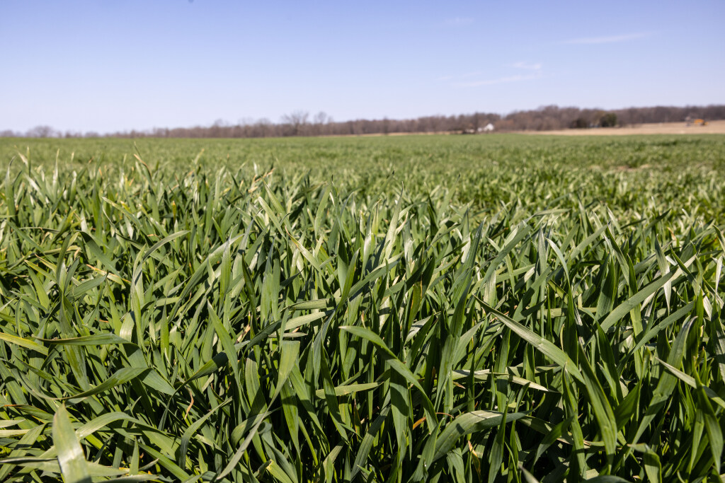 crops