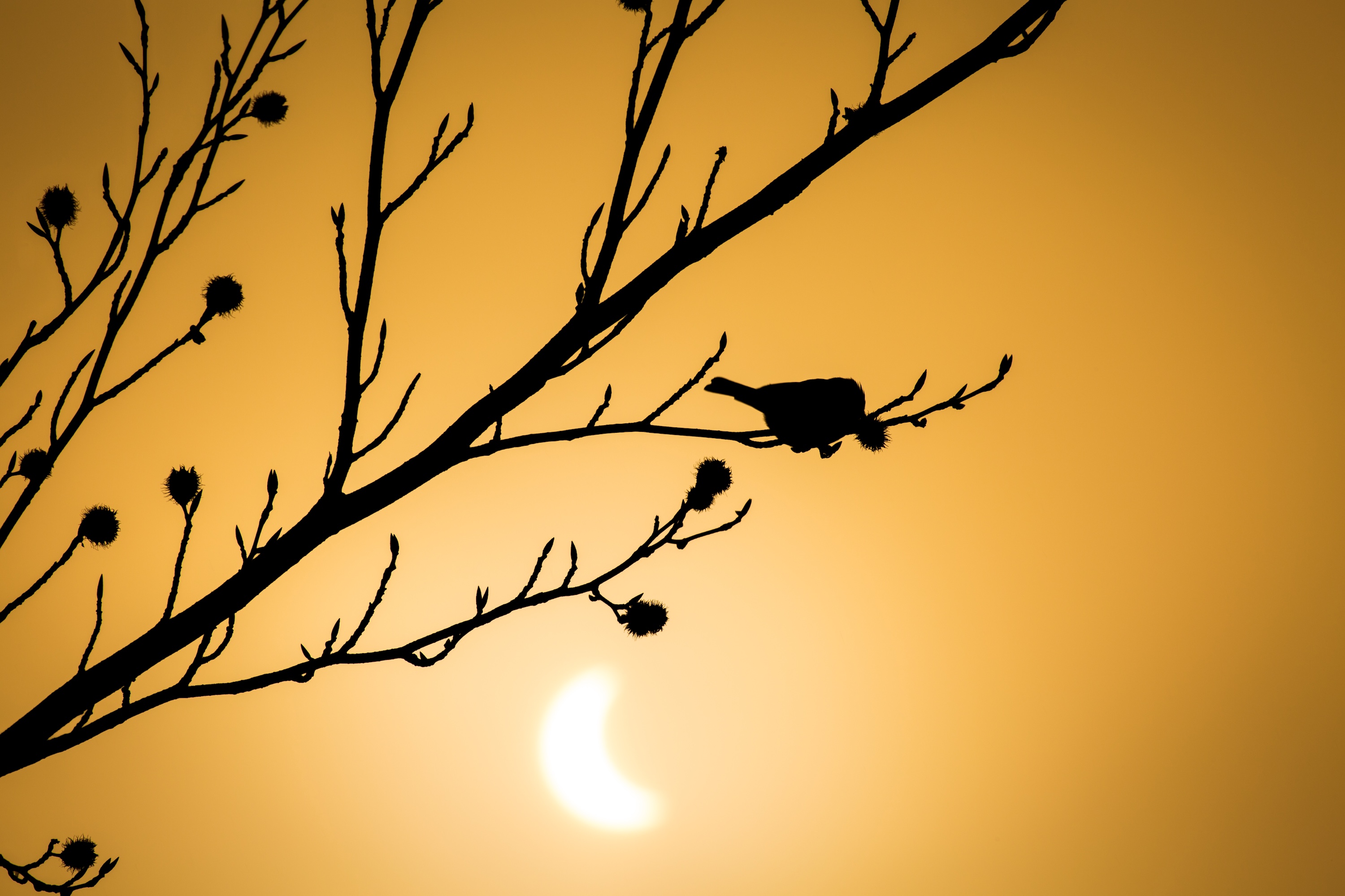 Silhouette of a bird on a tree branch at dusk