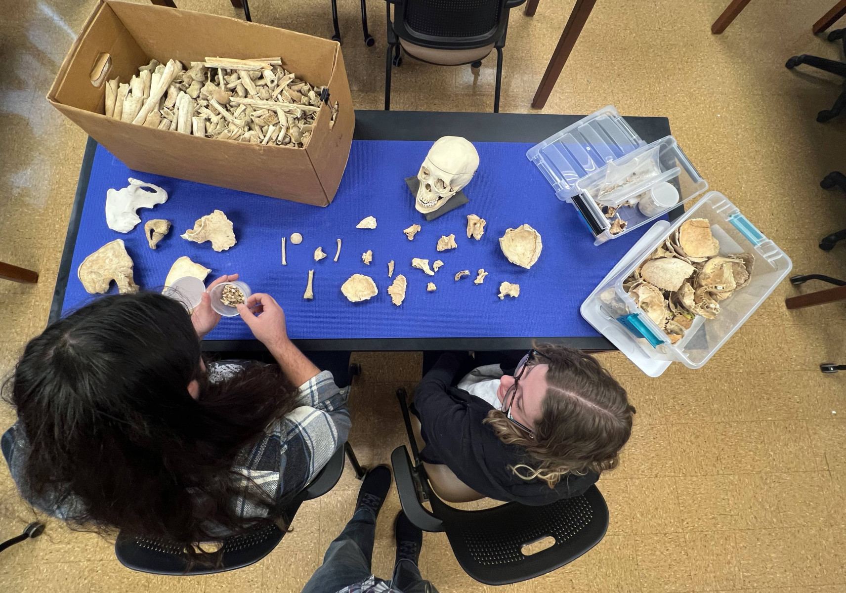 Students examine fragmentary bones at The Ohio State University.