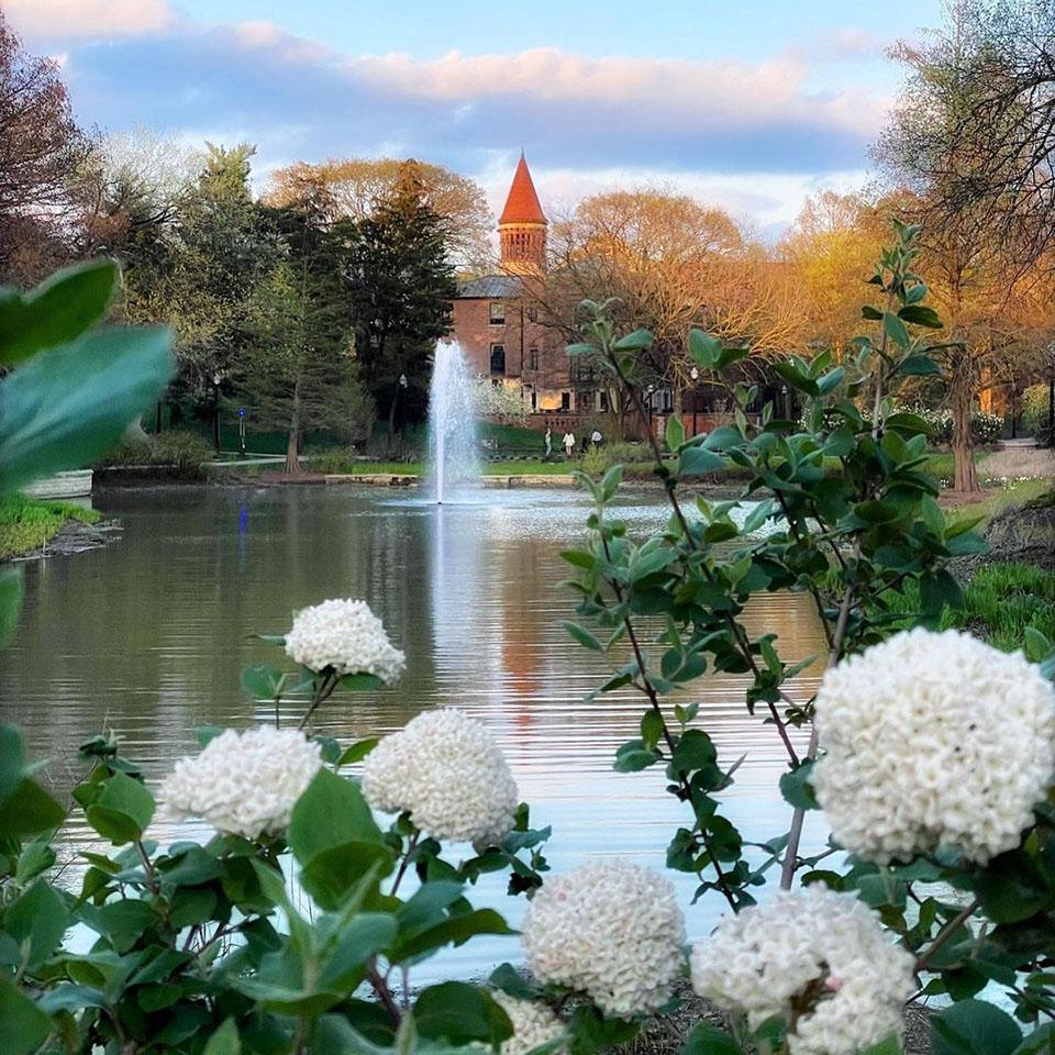 The Mirror Lake fountain framed by white flowers in the foreground and Orton Hall in the background