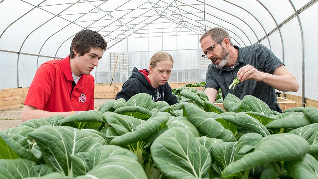 A researcher and two students examine plants in a greenhouse.